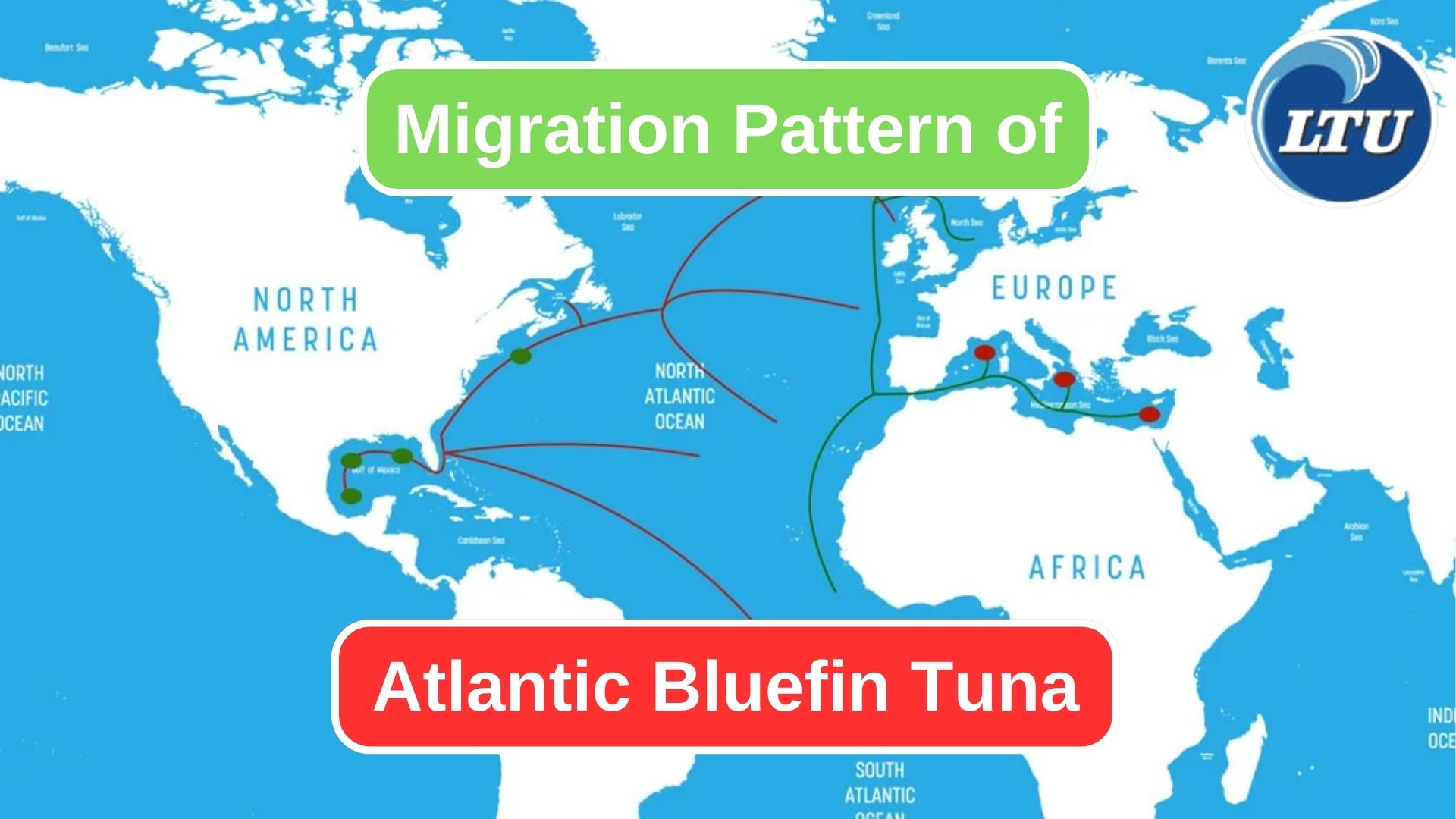 Tracking the Seasonal Migration of Bluefin Tuna